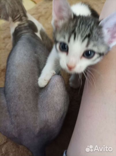 Котята канадского сфинкса