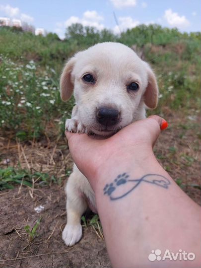Метис щенок девочка