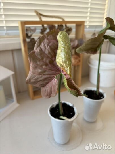 Сингониум неон пинк