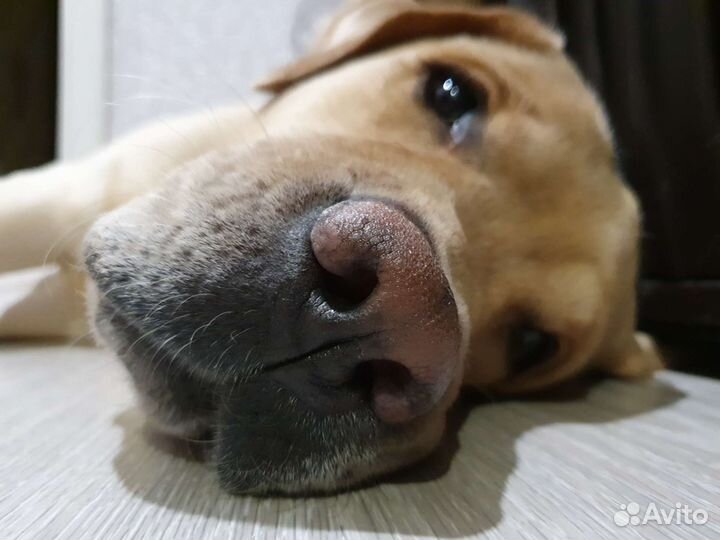 Кобель лабрадора вязка