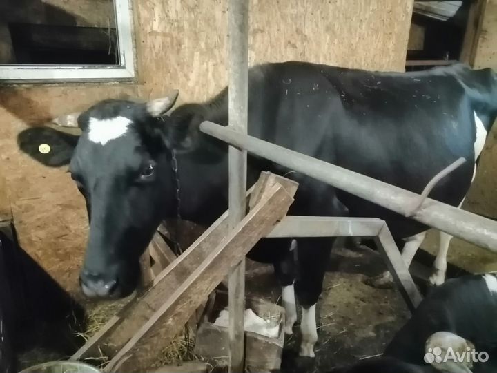 Корова, Бычек