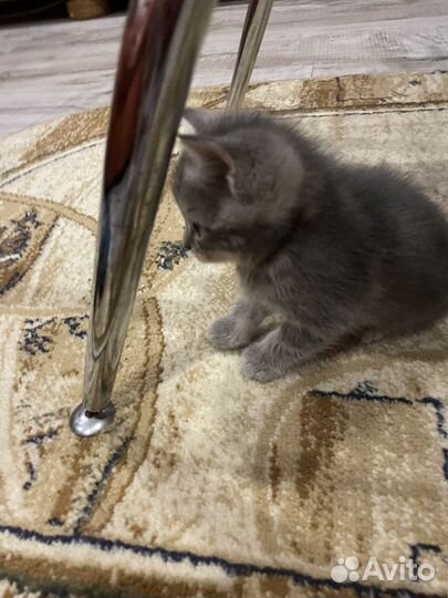 Британские котята