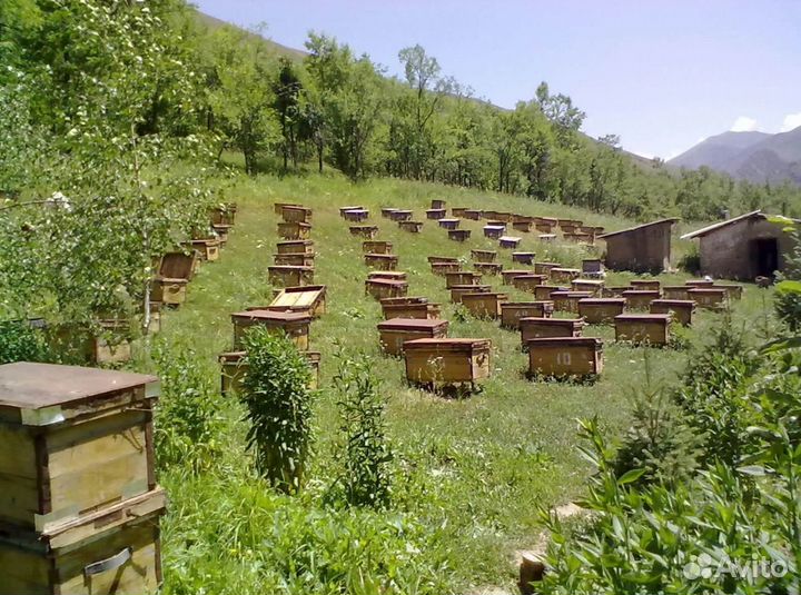 Мёд натуральный из Алтая опт