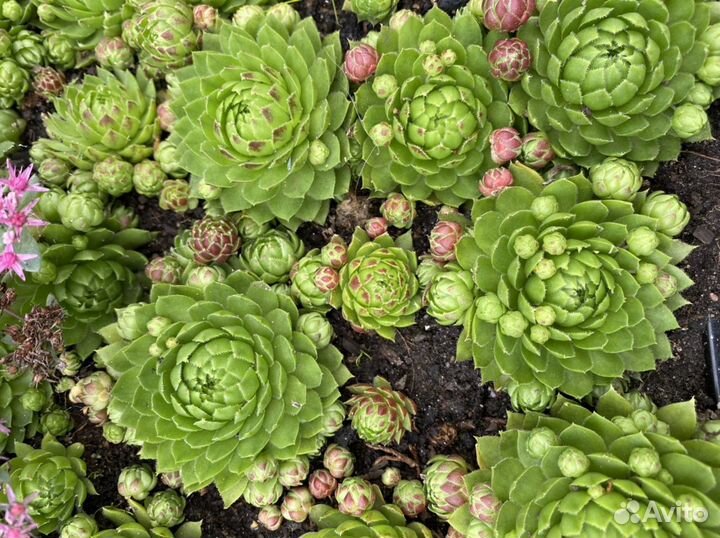 Каменная Роза цветок суккулент Флорариум