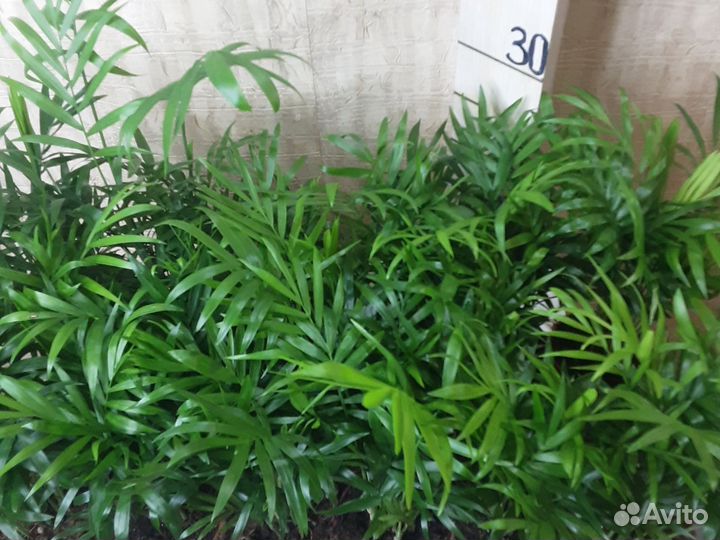 Пальма Хамедорея