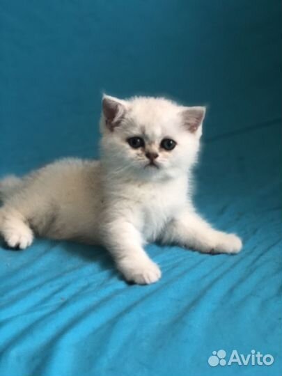 Продам котят британской шиншиллы