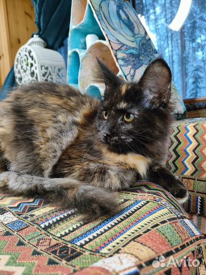 Кошки мейн-кун