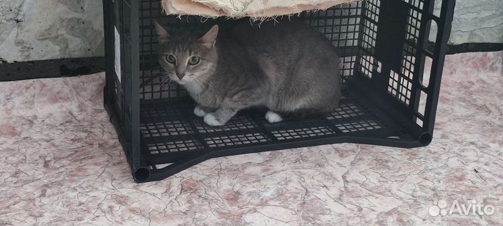 Кошка в частный дом