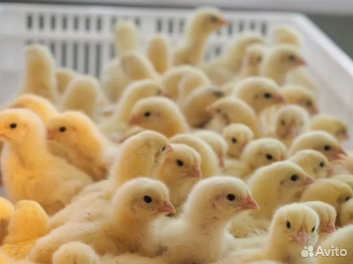 Бройлеры цыплята курочки несушки куры петушки пету