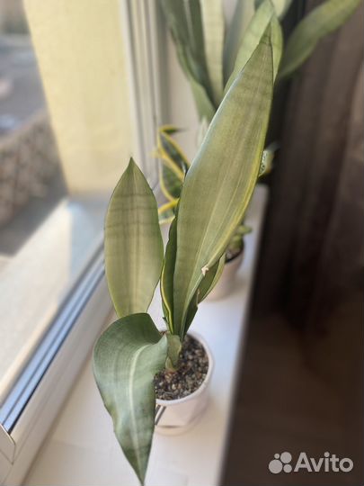 Сансевиерия муншайн вариегатный