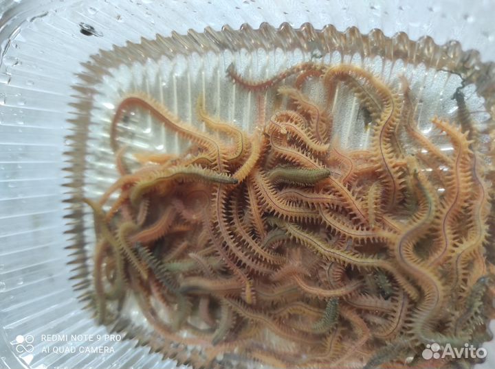 Морской червь нереис