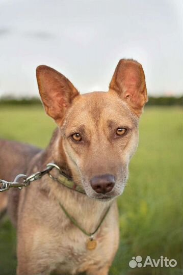 Собака в добрые руки отдам бесплатно
