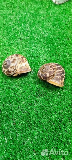 Рак отшельник Индонезия краб- отшельник