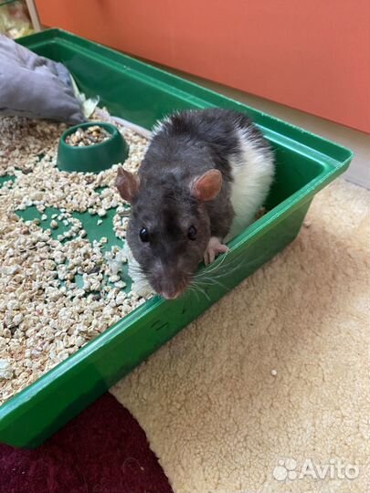 Декоративная крыса