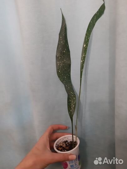 Аспидистра Милки Вэй, Аиенуата