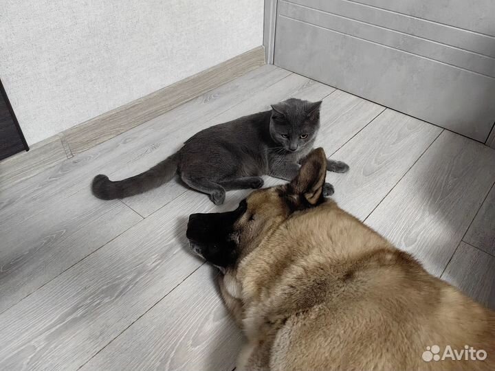 Котик в добрые руки