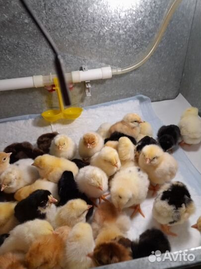 Цыплята кур несушек подрощенные