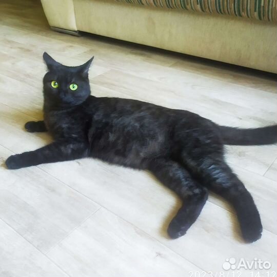 Кошечка Ева