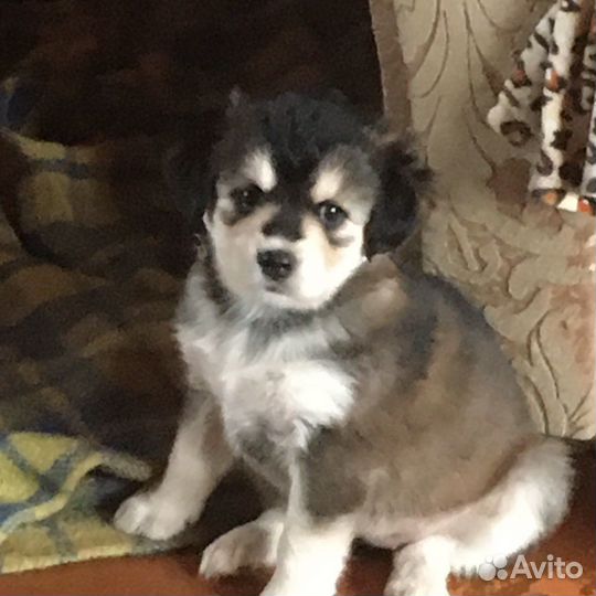 Щенки бесплатно