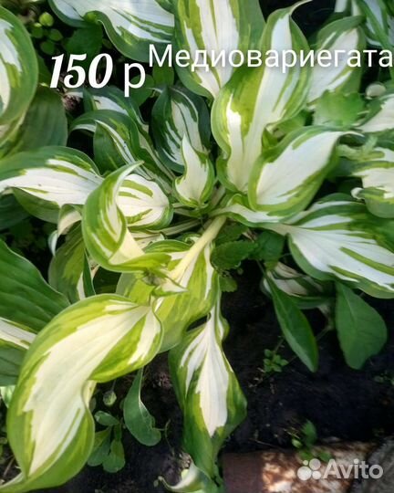 Хоста тенелюбивый многолетник