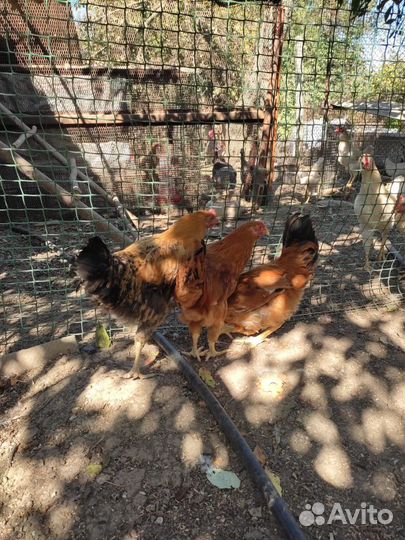 Куры молодки