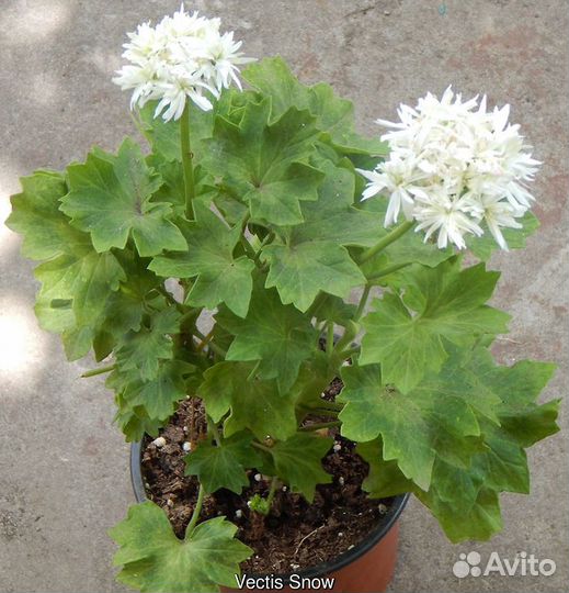 Герань сортовая