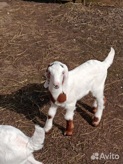 Козлята
