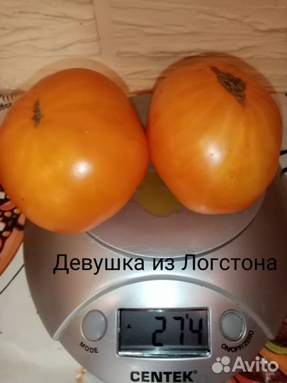 Семена томатов гномы