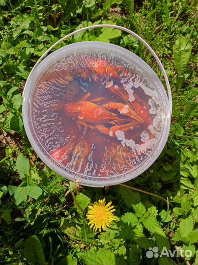 Живые и варёные раки с доставкой 24/7