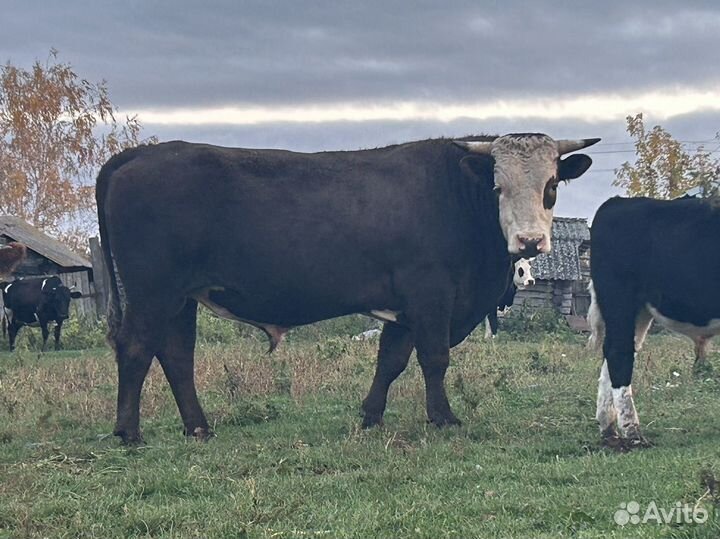 Продам быков и телку