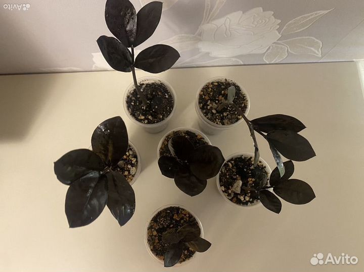 Замиокулькас черный равен