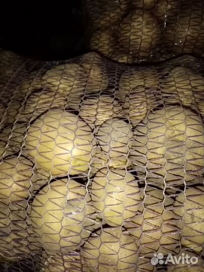 Семенной картофель Гала