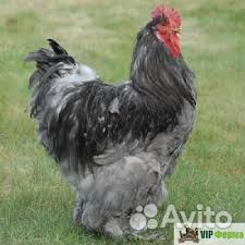 Продам петухов и петушков