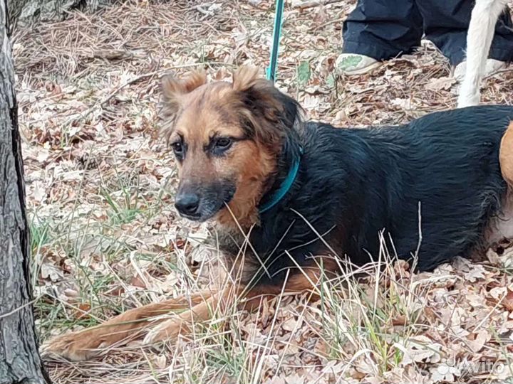 Собака в добрые руки