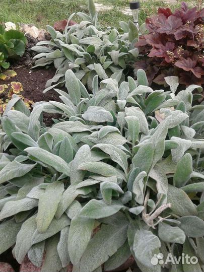 Многолетники разные, почвопокровные