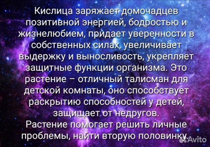 Кислица треугольная (Оксалис)
