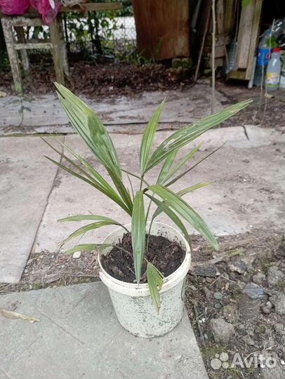 Пальма веерная Трахикарпус Форчуна