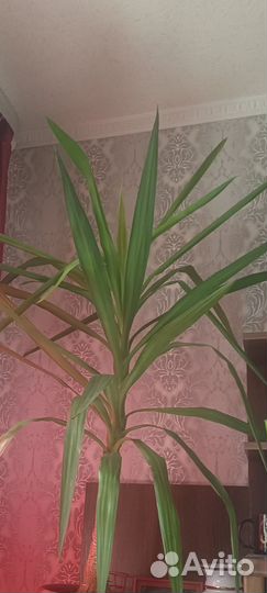 Юкка 1 метр