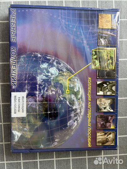 Коллекция раковины моллюсков