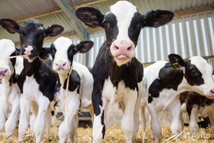 Породистые телята – ваш идеальный выбор