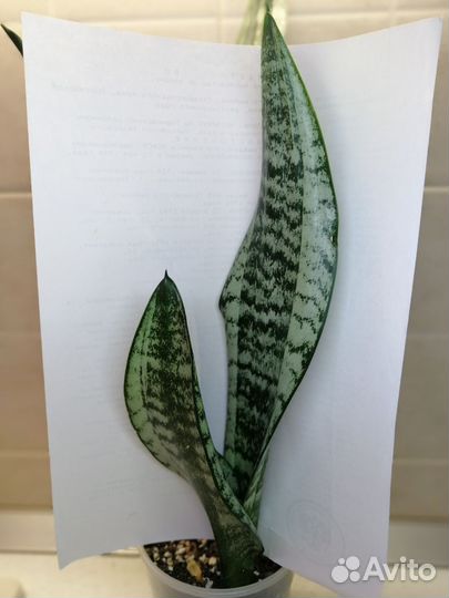 Сансевиерии