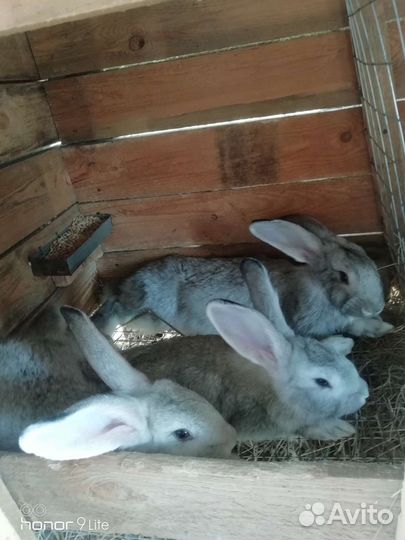 Кролики бургундские и шиншилы продажа обмен