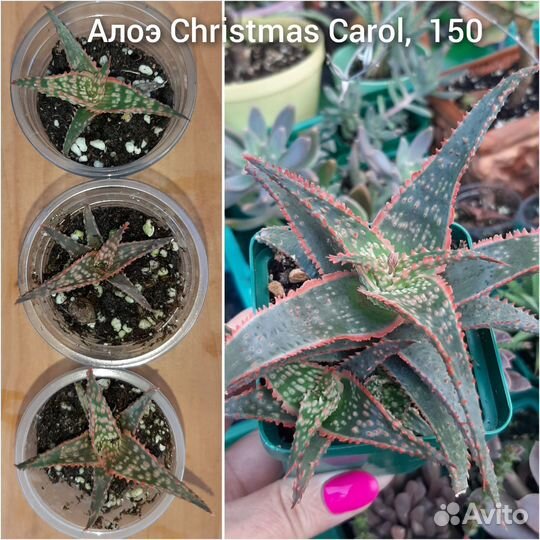 Суккуленты