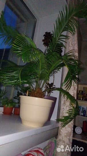 Пальма цикас