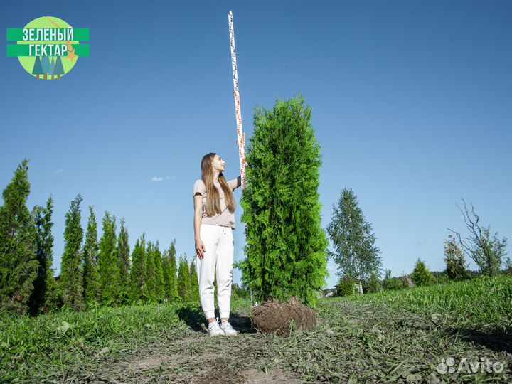 Туи колумна 180 см свежая копка 2023