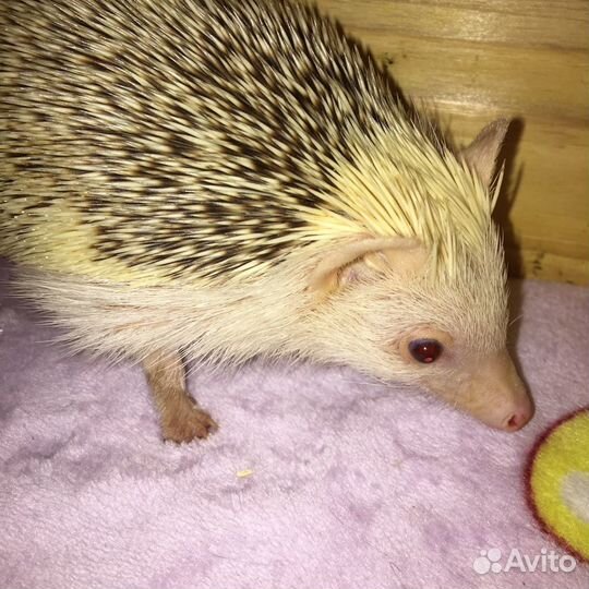 Передержка животных