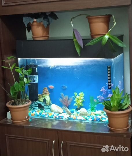 Аквариум