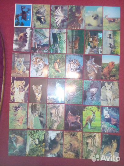 Открытки СССР Животные