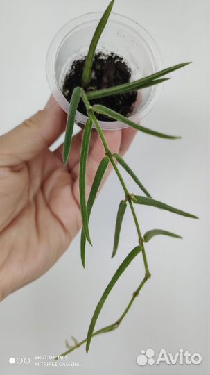 Хойя Линеарис