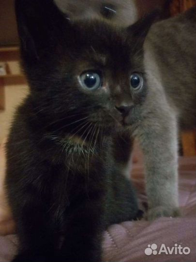 Отдаю котят